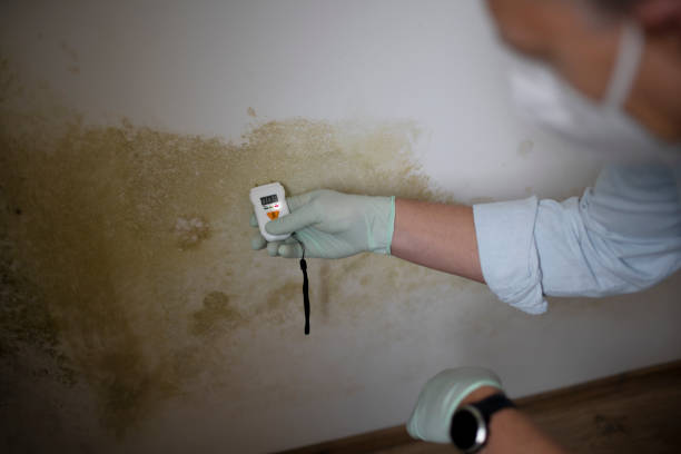 Best Black Mold Remediation in Inwood, FL