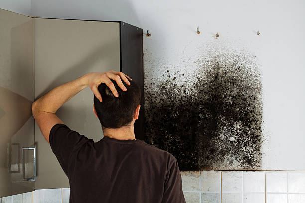 Professional Mold Remediation in Inwood, FL